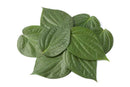 Betel Paan Leaves (5 Pieces)