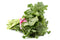 Broccoli Rabe Rapini