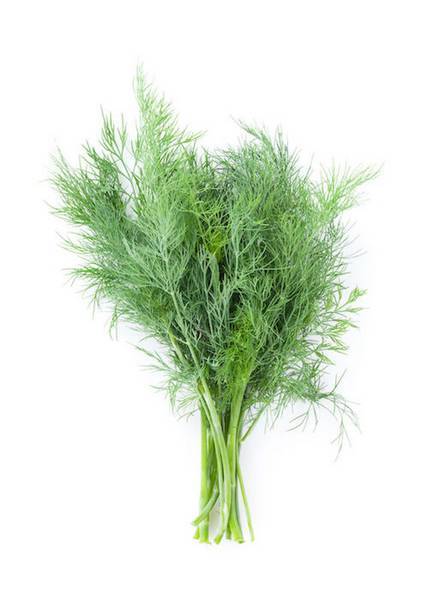 Dill Bunches