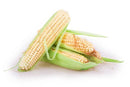 Fresh White Corn
