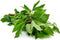 Gongura Leaves Bunches