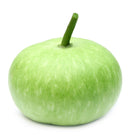 Indian Opo - Dudhi - Lauki - Bottle Gourd